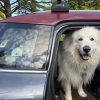 Car sticker - Blep - Image 3