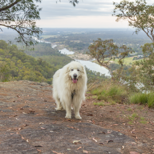 Yellow Rock & Winmalee